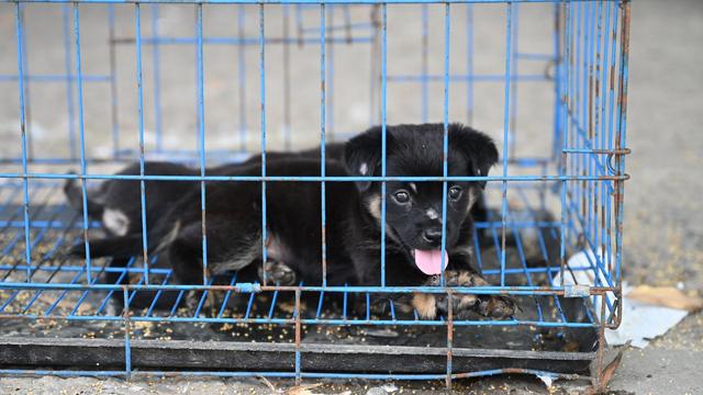 Tierschutz: Fälle von Tierqual sorgen in China zunehmend für Aufschrei