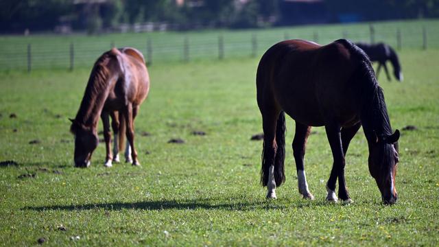 Aurich: Pferd auf Weide angeschossen - Tier stirbt in Ostfriesland