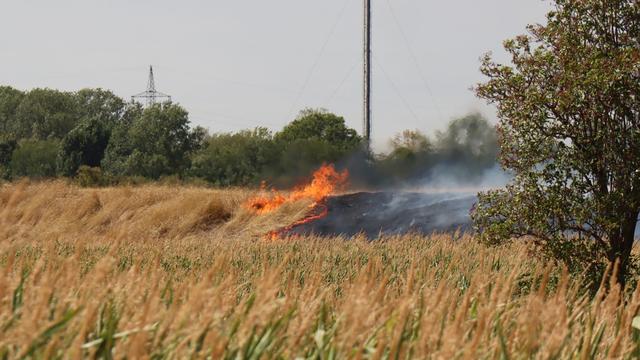 30 Hektar betroffen: Flächenbrand auf Mannheimer Flussinsel – Großeinsatz