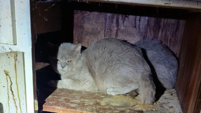 Rhein-Pfalz-Kreis: 22 verwahrloste Katzen aus Wohnung gerettet