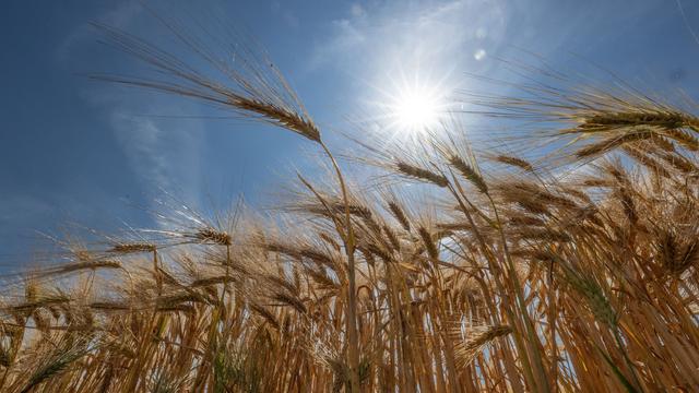 Wetter: Wieder Hitze in Hessen erwartet: Bis zu 39 Grad möglich