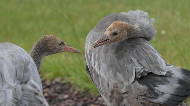 Nature conservation: Crane center unexpectedly receives young birds Ida and Michel