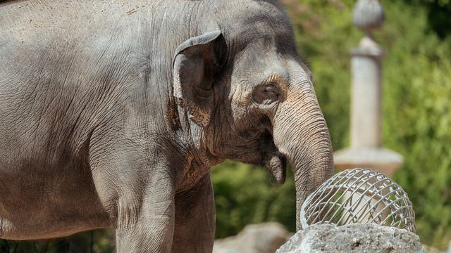Geburtstermin im August 2027: Tierpark Hellabrunn erwartet Nachwuchs im Elefantenhaus