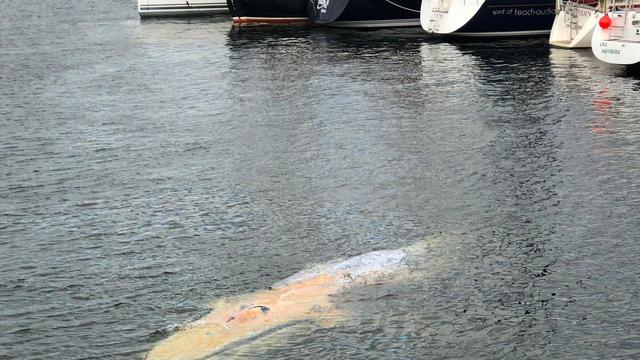 Walsichtung: Wieder Wal im Hafen von Wismar aufgetaucht