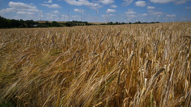 Landwirtschaft: Geringere Getreideernte als in den Vorjahren erwartet
