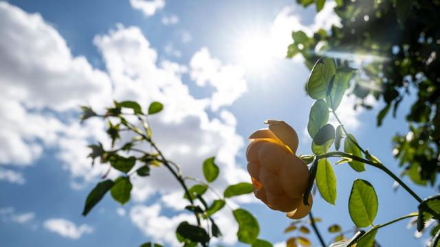 Wettervorhersage: Temperaturen über 30 Grad - nächste Hitzewelle erwartet