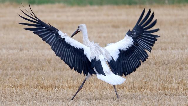 Storchenpopulation: Warum Hessen so eine hohe Storchendichte hat