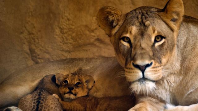 Tiere: Zoo Dresden nimmt Abschied von Löwin Layla