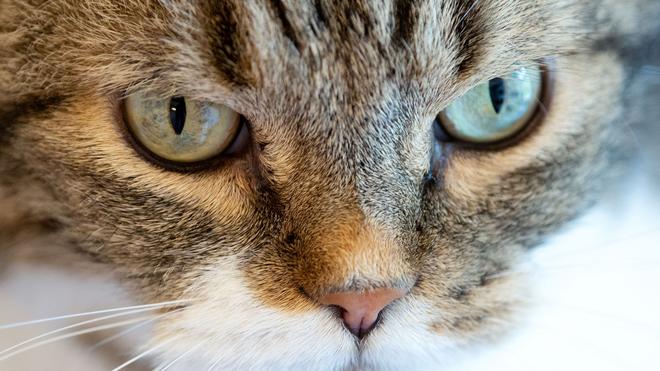 Rettungsaktion: Die Katze verkeilte sich hinter dem Auspuff eines Autos. (Symbolbild)