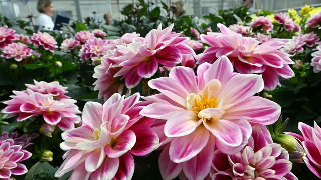 Gärtnern: Alle wollen es grün - trotzdem hat der Gartenbau Probleme