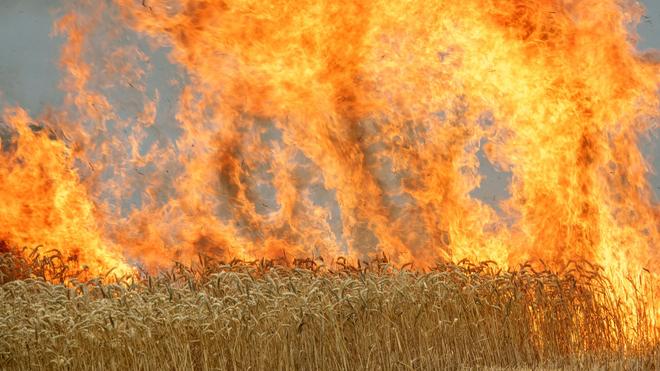 Brände: Ein Brand auf einem Feld kann sich schnell ausdehnen. (Symbolbild)