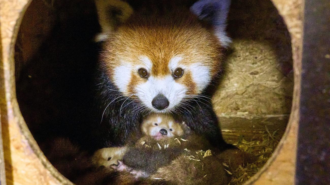 Babys geboren: Freude über zwei Rote Pandas in Kleve