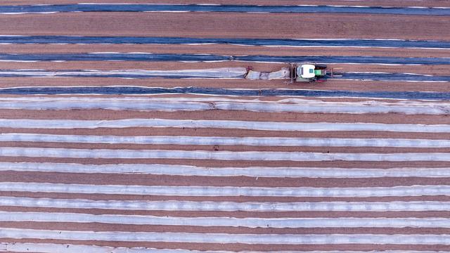 Landwirtschaft: Gemüseanbau in MV ausgeweitet