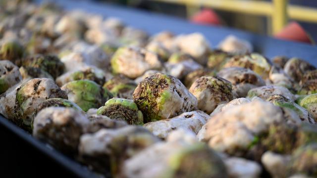 Klebrige Straße: Laster verliert Zuckermelasse - kilometerlange klebrige Spur