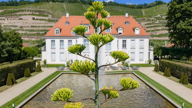 Naturschauspiel: Seltene Agavenblüte auf Schloss Wackerbarth