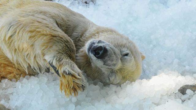 Tiere: Tonnenweise Eis für Eisbären im Prager Zoo