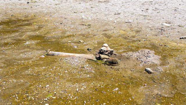 Mammut an der Donau: Dürre in Bulgarien bringt Mammutknochen ans Licht