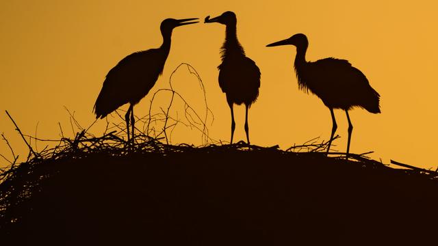 Extreme Hitze: Hechelnd oder mit Kot beschmiert: So trotzen Tiere der Hitze