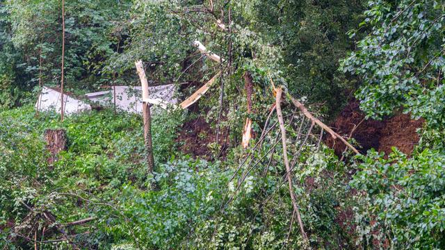 Unwetter: Mann von Baum erschlagen - Toter bei Unwetter in Sachsen