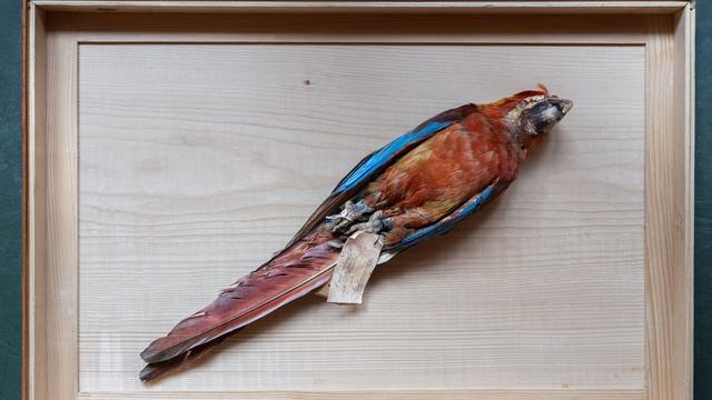 Millionen Objekte in Sammlung: Seltenes Exemplar: Wie ein ausgestorbener Vogel bewahrt wird