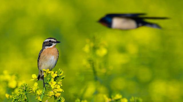 Artenwechsel durch Klimawandel: Was zirpt denn da? Tierarten kommen nach Hessen