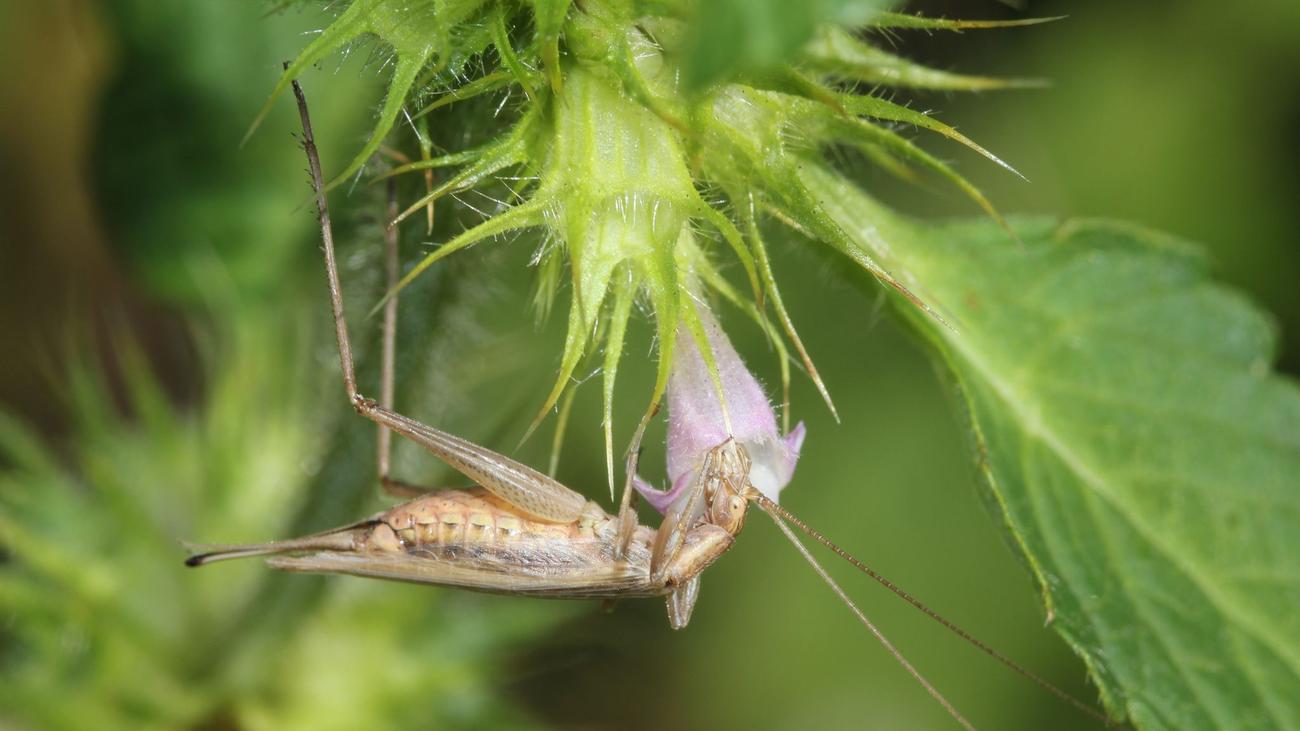Artenwechsel durch Klimawandel: Was zirpt denn da? Tierarten kommen nach Hessen