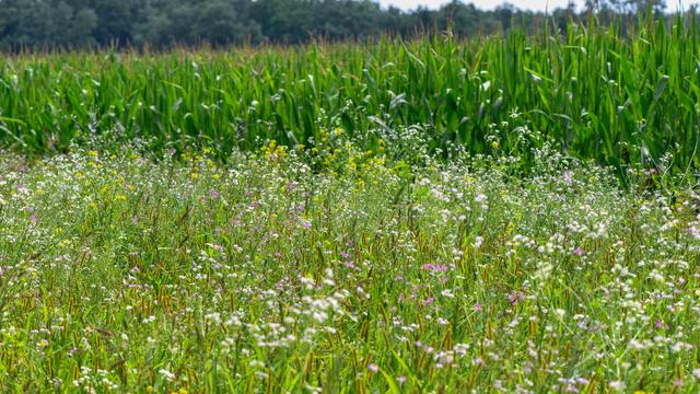 Lebensraum für Insekten: Wie ein Projekt für mehr Wildbienen und Tagfalter sorgt