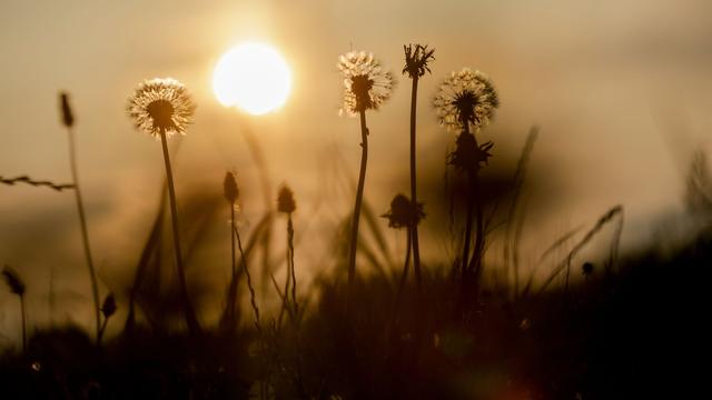 Wetteraussichten: Bis zu 38 Grad und Unwetter: Hitze breitet sich aus