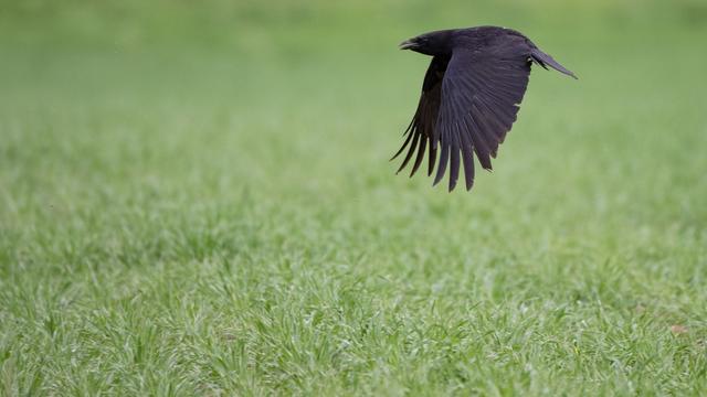 Tiere: In Angelschnur gefangen - Vogel von Baum gerettet