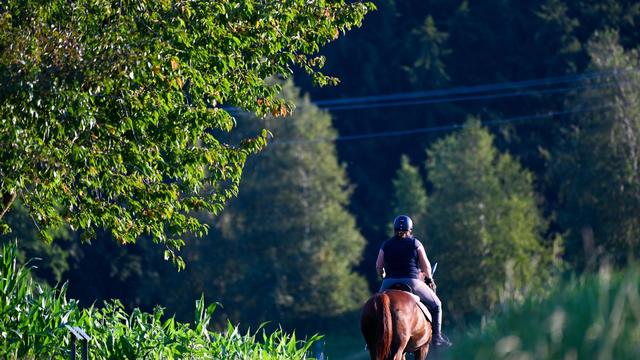 Kreis Pfaffenhofen an der Ilm: Junger Motorradfahrer rammt Pferd auf Feldweg