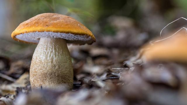 Wo bleiben die Pilze?: Kein Regen, keine Pilze