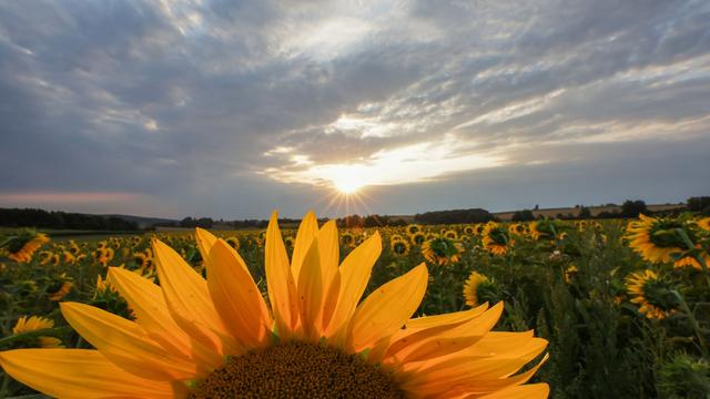 Wetter: Keine Verschnaufpause - So geht es weiter mit der Hitze