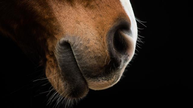 In der Nacht: Mann im Badeanzug umarmt Pferd