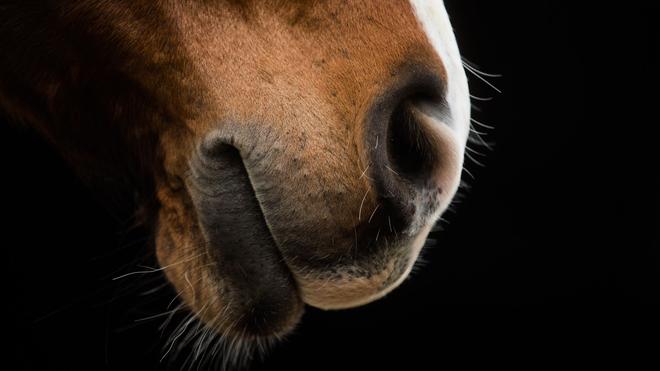 In der Nacht: Das Pferd dürfte ebenso überrascht gewesen sein, wie sein Besitzer. (Symbolbild)