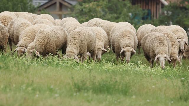 Beruf unter Druck: Waschanlage und Fördermittel - Was Schäfern helfen könnte