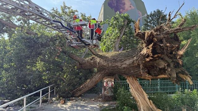 Keine Verletzten: Baum stürzt auf Brücke über der Panke in Berlin