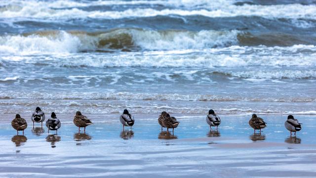 Unmut im Netz: Ermittlungen nach Steinwürfen, toter Ente und Unmut im Netz