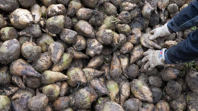 Agrar: Historisch schlechte Zuckerrüben-Ernte befürchtet