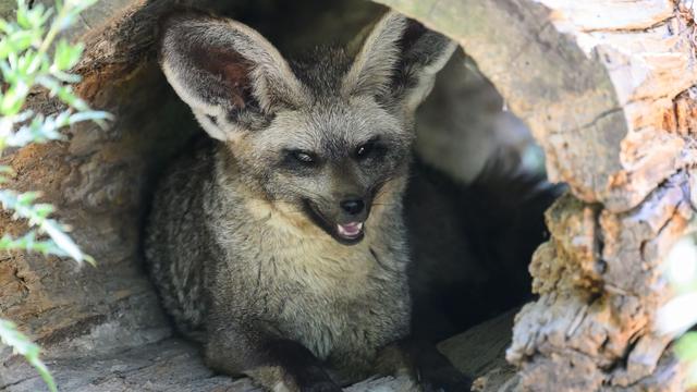 Animals Beat the Heat with Ear-Flapping and Trunk Air Conditioning | Source: Die Zeit (DE) | Lang: de