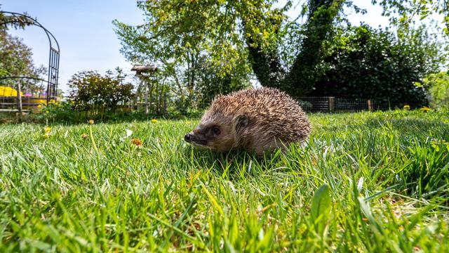 Verletzte und getötete Tiere: Schutz für Igel: Kommunen verbieten nächtliche Mähroboter