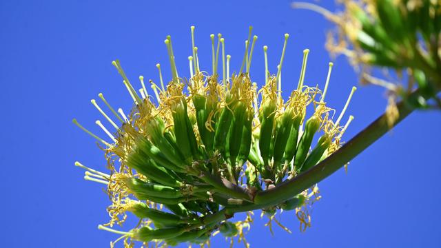 Exceptional Agave Bloom Dazzles Visitors at Munich's Nymphenburg Palace Park