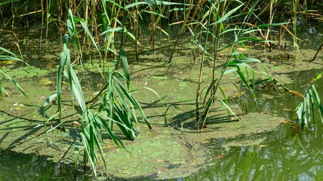 Wasserqualität: Blaualgen und Zerkarien trüben Badespaß an einigen Gewässern