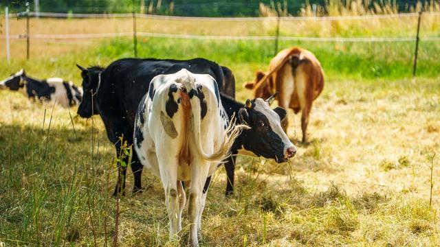 Tiere und Hitze: Hitzeschutz für Weidetiere - Tierhalter in der Pflicht