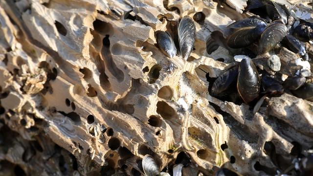 Bohrmuschel: Kleine Muschel, großer Schaden - wie Hafenanlagen leiden