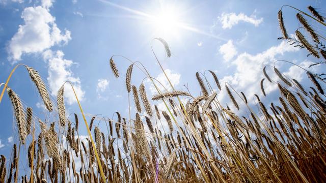 Erntezeit: Landwirte wegen hoher Dieselkosten alarmiert