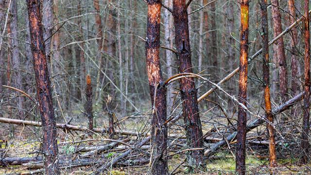 Waldbrände: Müritz-Nationalpark: Ein Glutnest schwelt noch