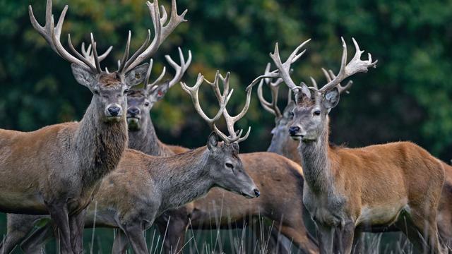 Tiere: Rothirsch poliert sein Geweih für die Brunft auf