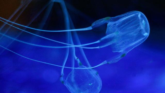 Tödliche Gefahr im Meer: Thailand: 13-Jähriger stirbt nach Stich einer Würfelqualle
