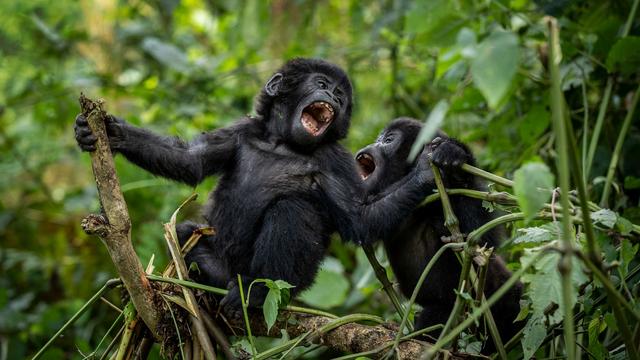 Studie: Zahl der Berggorillas in Zentral- und Ostafrika gewachsen