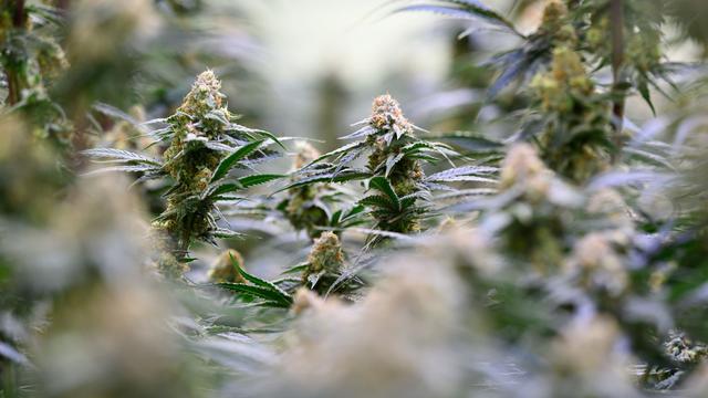 Drogenkriminalität: 643 Cannabispflanzen bei Razzia entdeckt – zwei Festnahmen